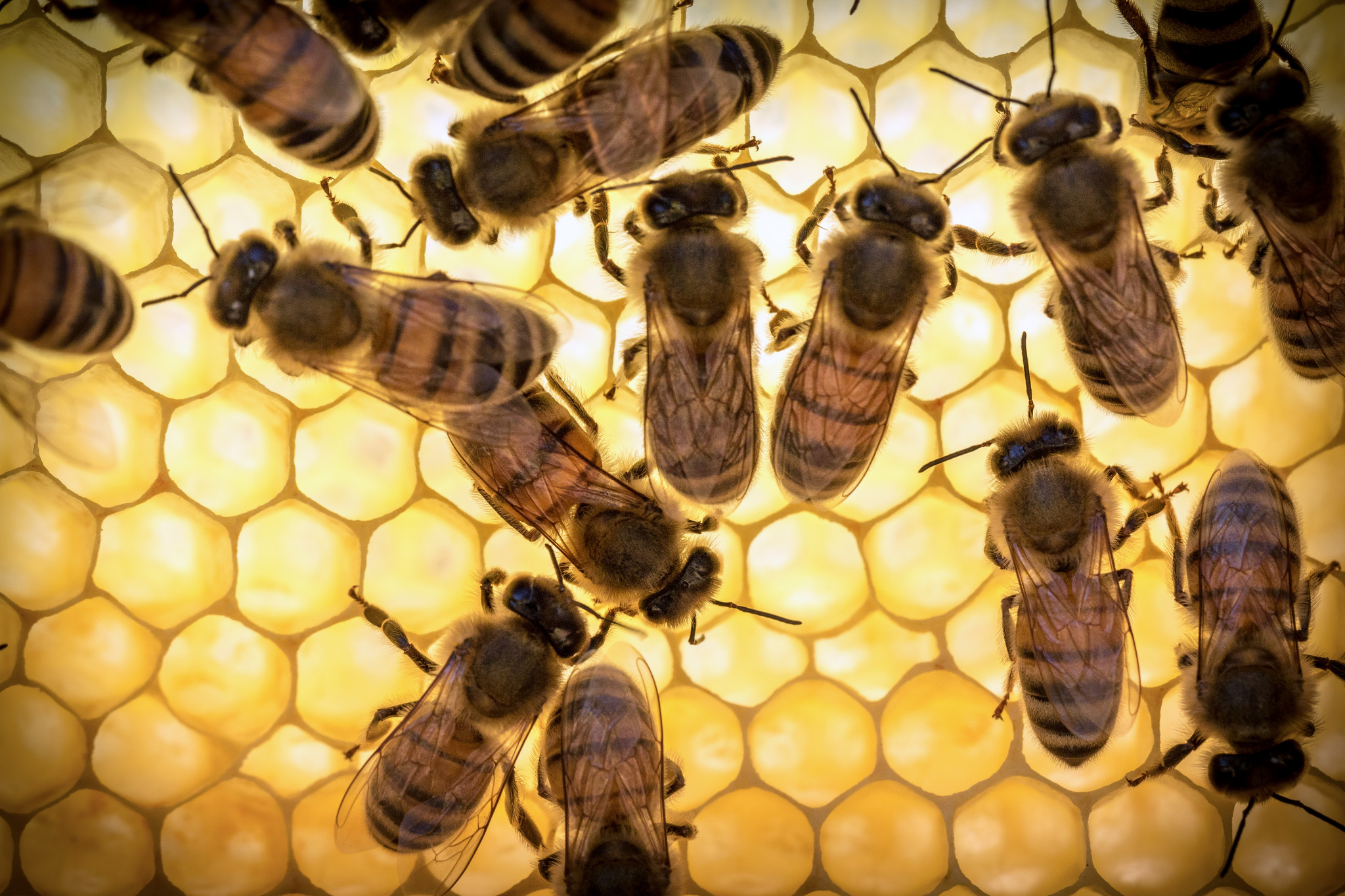Bee királyi zselé nem ajánlott éjszaka használni, mivel befolyása alatt növeli az idegrendszert és az esetleges álmatlanságot