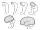 Головной мозг взрослого человека (правая половина, вид слева): 1 - большая полушарие;  2 - зрительный бугор (таламус)  3 - надбугорье (эпиталамус)  4 - подбугорье (гипоталамус)  5 - мозолистое тело;  6 - гипофиз;  7 - четверохолмие;  8 - ножки мозга  9 - мост (варолиев)  10 - мозжечок;  11 - продолговатый мозг;  12 - четвертый желудочек