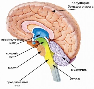 Строение головного мозга: рисунок с названием отделов