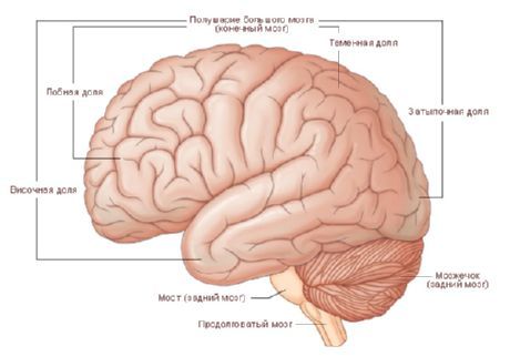 Спинной мозг имеет около 2% от веса головного мозга и равна 34-38 м