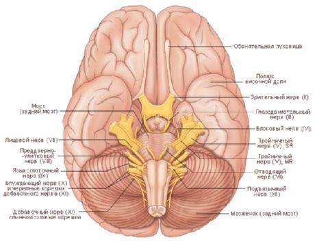Нижняя поверхность (facies inferior), или основание головного мозга, образовано вентральными поверхностями полушарий большого мозга, мозжечка и наиболее доступными здесь для обозрения вентральными отделами мозгового ствола